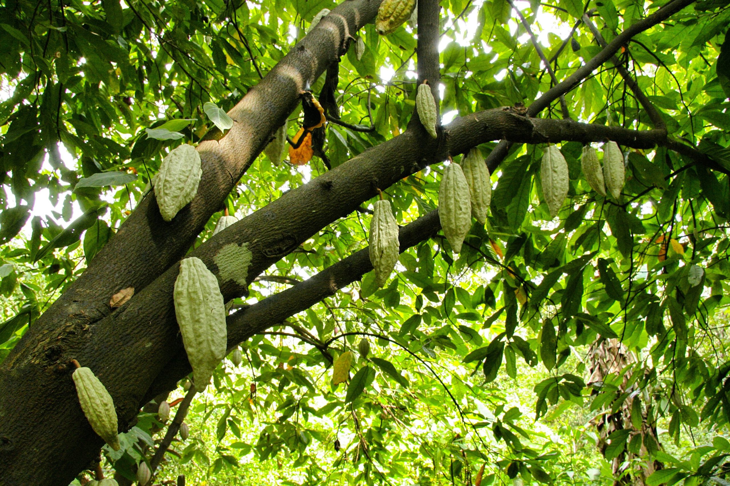 Theobroma Cacao (.)
