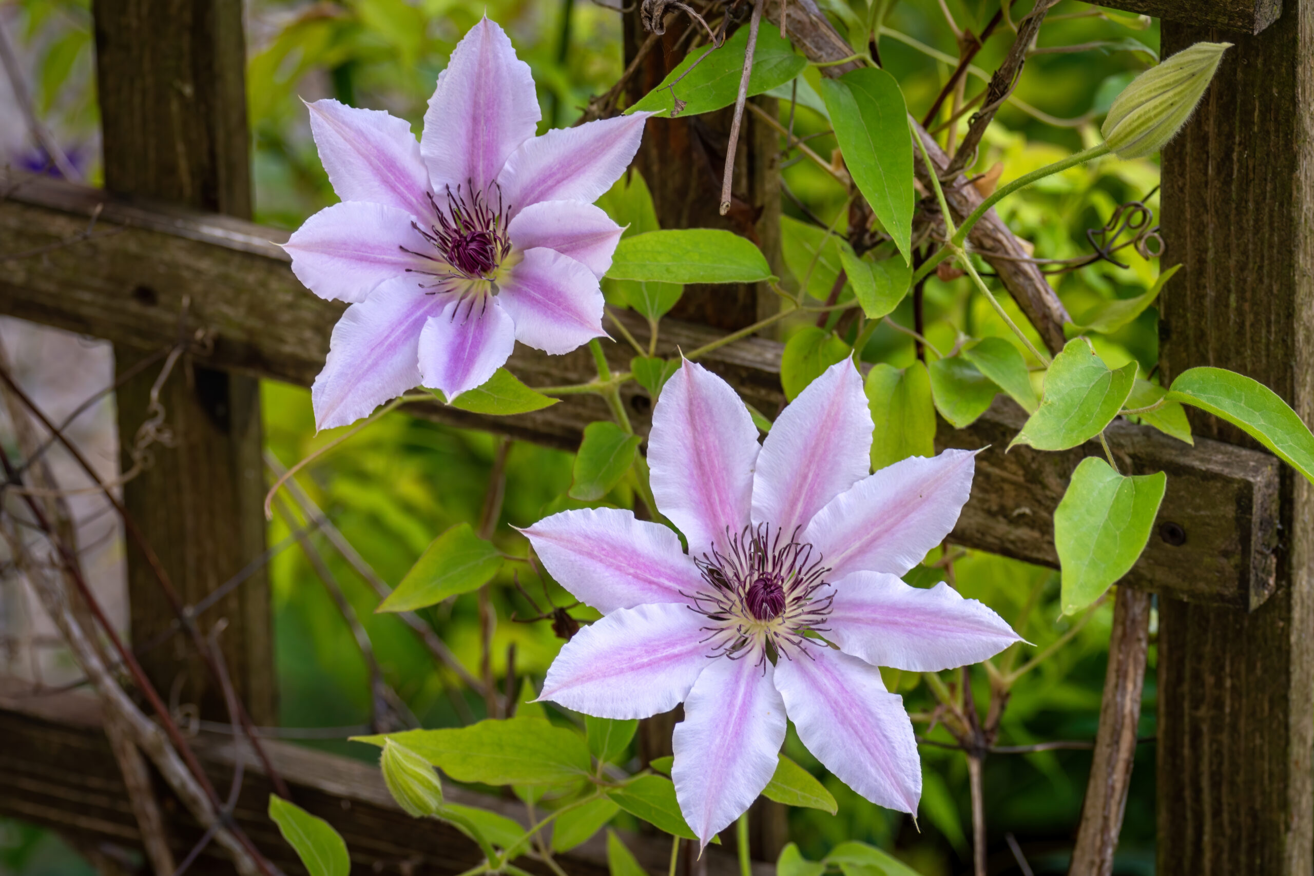 Clematis