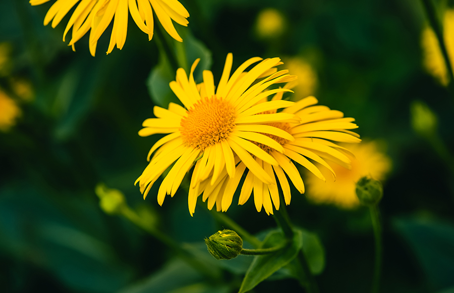 Arnica montana (arn.)