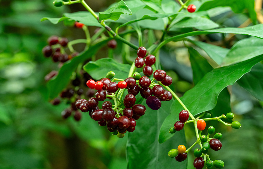 Ipecacuanha (ip.)