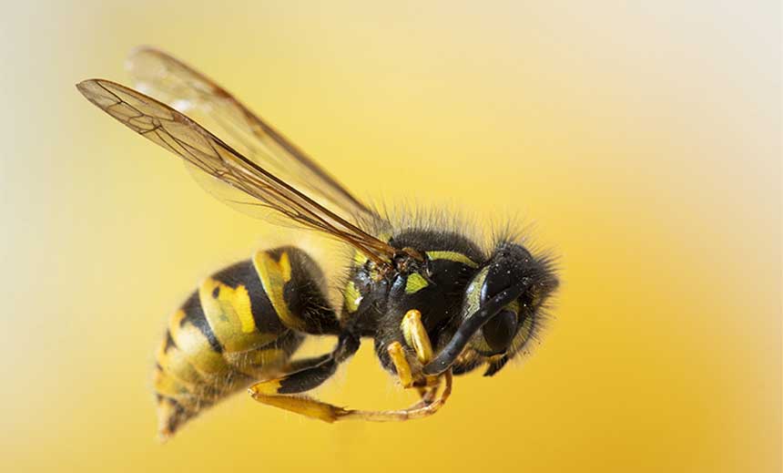 Apis mellifica (apis)