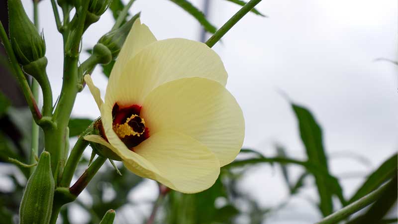 Abelmoschus moschatus (abel.)