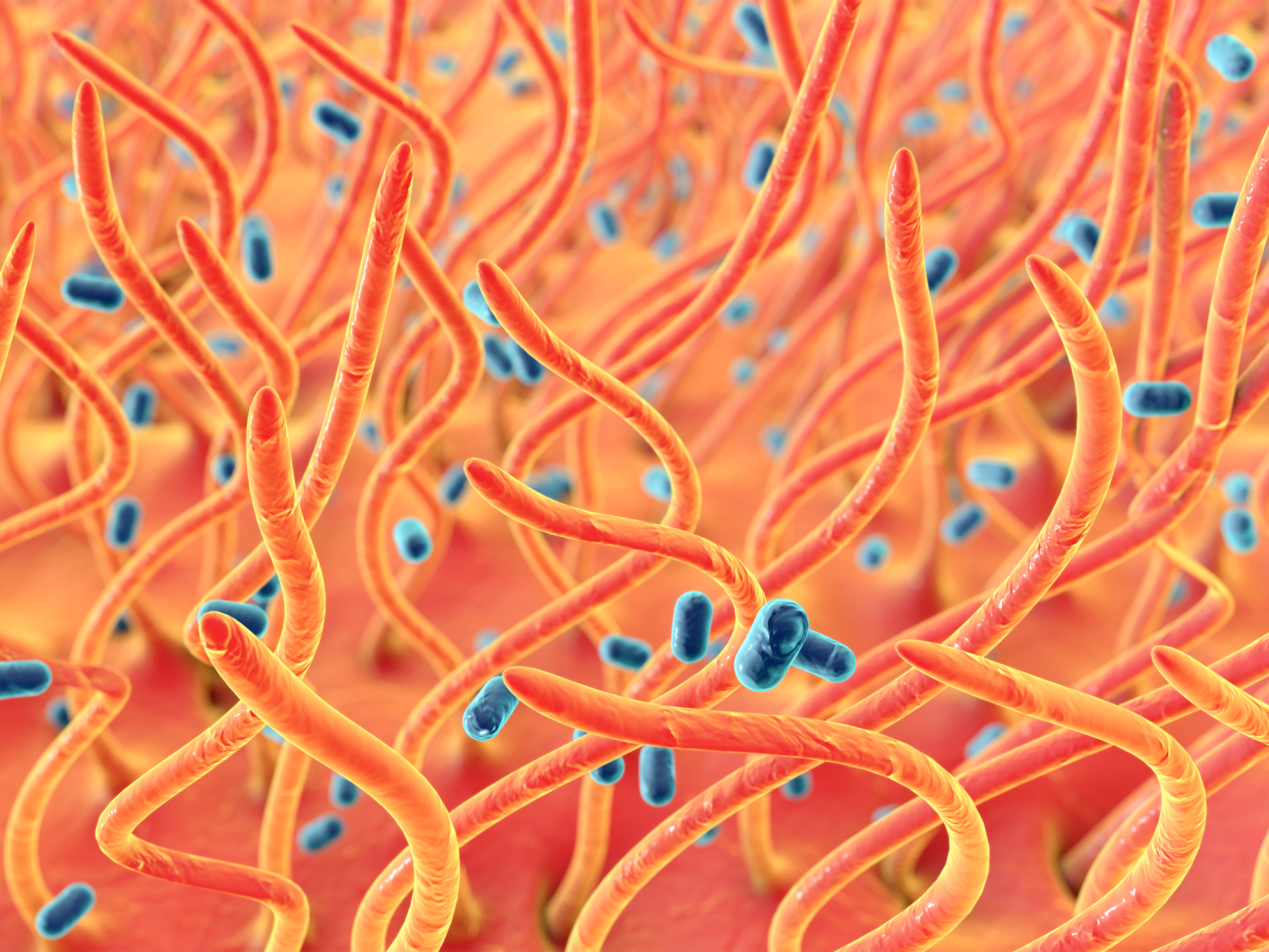 Bordetella pertussis