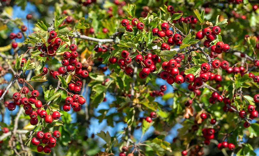 Weißdorn, Common Hawthorn