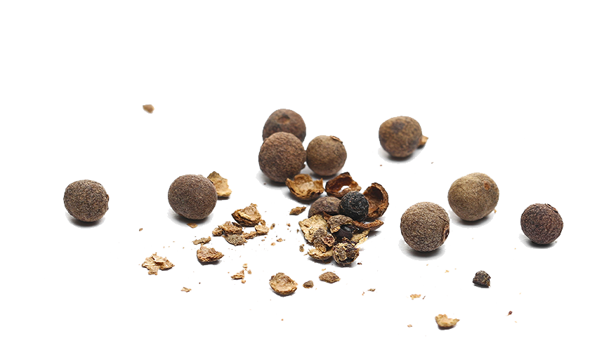 Piper hispidum (pip-h.)