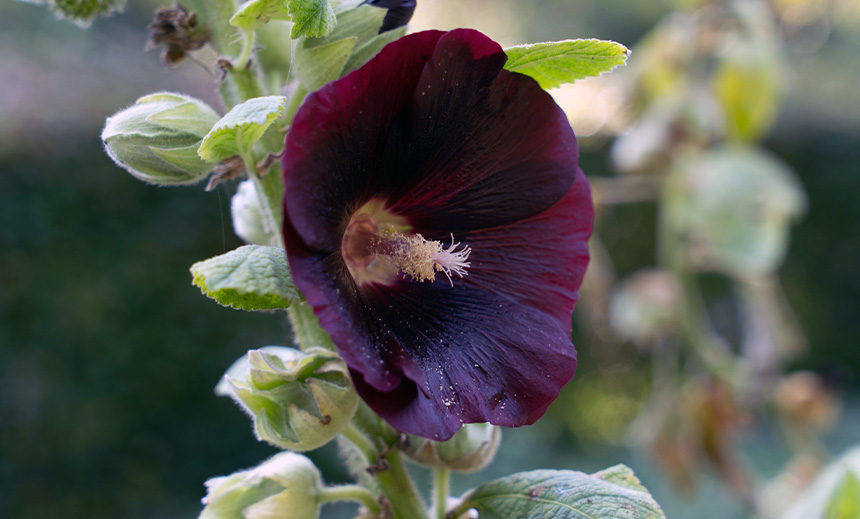 Althaea rosea