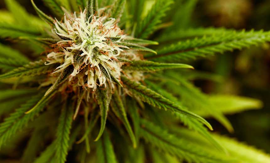 Cannabis sativa (cann-s.)