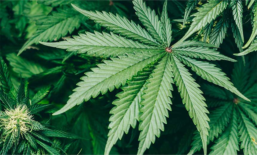 Cannabis indica (cann-i.)