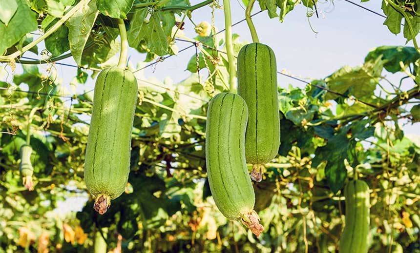 Luffa operculata (luf-op.)