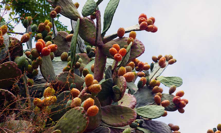 Opuntia-ficus-indica