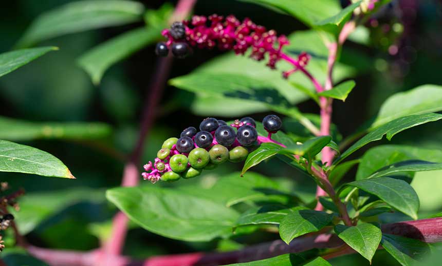 Phytolacca decandra