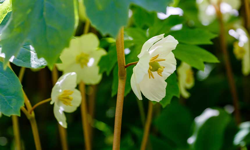 Podophyllum peltatum (podo.)