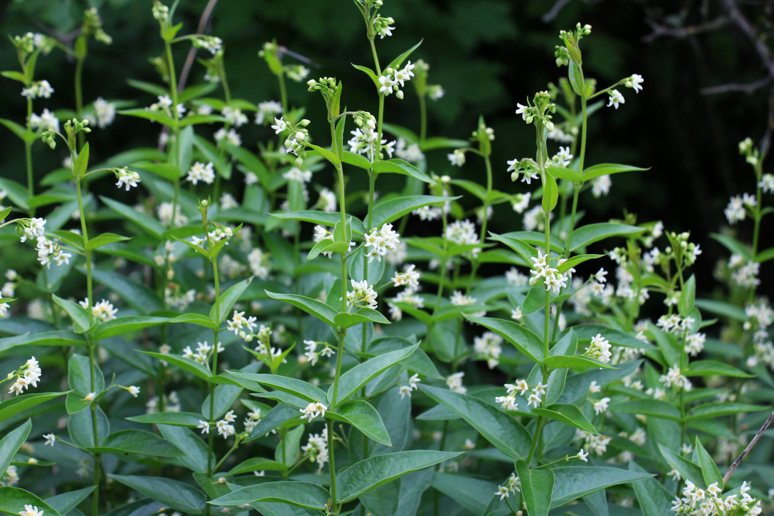 Vincetoxicum officinale (vince.)